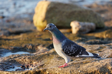 Beautiful closeup view of common city feral pigeon (Columbidae) sitting the beach edging in sunny Eilat, Israel. Soft and selective focus. Blurry background focus