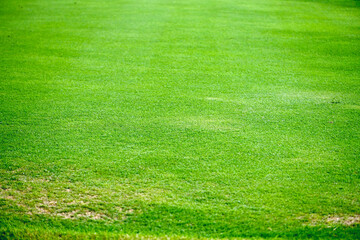 Green grass lawn at the golf course. Green texture background. Golf court at Mahabalipuram, Tamilnadu, India.