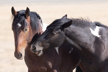 Wild Horses in Summer in the Utah Desert
