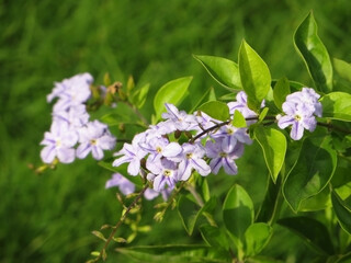 Duranta repens, duranta erecta flowers. Close up small white and violet flowers.
