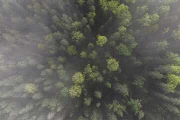 Shades of green in the morning foggy forest. Air view.