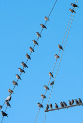 birds on wires