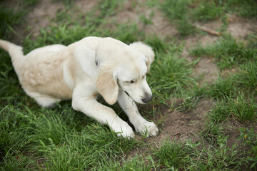 Adorable golden retriever on green grass, outdoors. golden retriever puppy playing on the grass in the park. Playful golden retriever in the park. Joyful dog in the park. dog sitting on the grass.