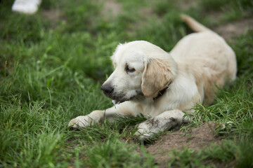 Adorable golden retriever on green grass, outdoors. golden retriever puppy playing on the grass in the park. Playful golden retriever in the park. Joyful dog in the park. dog sitting on the grass.