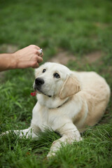 Adorable golden retriever on green grass, outdoors. golden retriever puppy playing on the grass in the park. Playful golden retriever in the park. Joyful dog in the park. dog sitting on the grass.