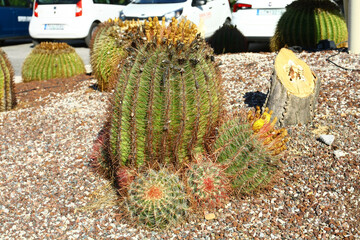 Freely grown cactus Cactus Echinocactus grusonii on the island of Rhodes in Greece. 