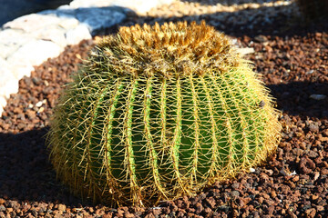 Freely grown cactus Cactus Echinocactus grusonii on the island of Rhodes in Greece. 