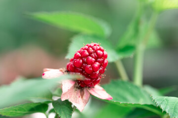 Close up unripe blackberry on a bush. Red colored fruits growing in the nature. 