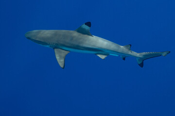 blacktip shark hunting on a polynesian coral reef