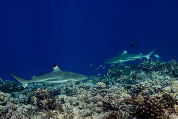 blacktip shark hunting on a polynesian coral reef