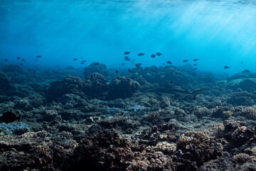 Fototapeta na wymiar blacktip shark hunting on a polynesian coral reef