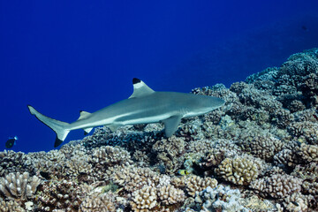 Obraz premium blacktip shark hunting on a polynesian coral reef