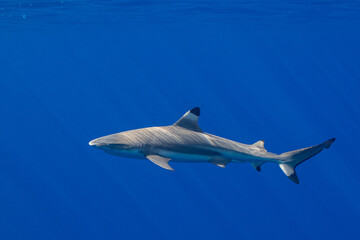blacktip shark hunting on a polynesian coral reef