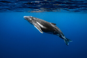 humpback whale mother & calf swimming in deep French Polynesia waters - obrazy, fototapety, plakaty