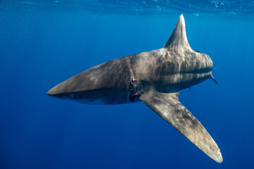 Oceanic whitetip shark crusing polynesian deep waters