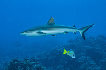 grey reef shark hunting on a polynesian coral reef
