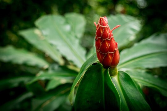 Closeup of a Costus flower bud.