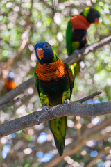 Loro arco iris