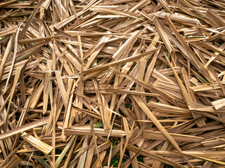 Nipa Palm leaves or Nypa fruticans, dry and old.