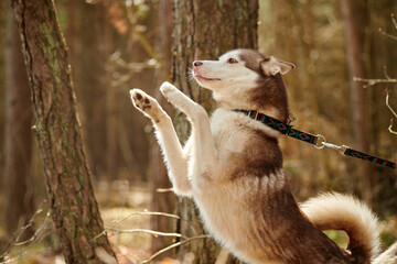 Siberian Husky dog standing on hind legs on autumn forest background, funny Husky dog portrait gray...
