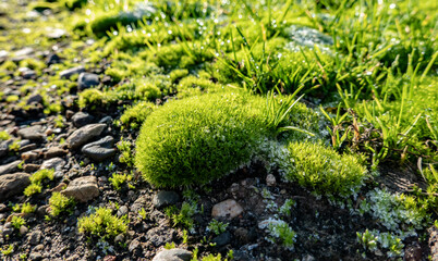 Gentle morning frost on moss and grass with drops of dew