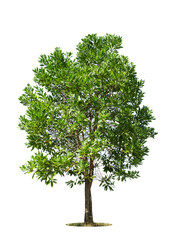 Fototapeta premium Isolated green tree on white background, Trees isolated on white background, tropical trees isolated used for design, advertising and architecture.