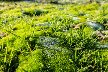 Gentle morning frost on moss and grass with drops of dew
