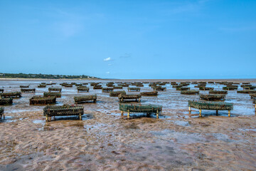 Oyster farms provide food as well as improve water quality.