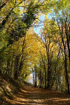 Trees in a forest with trail. Plant foliage, national park trail, vegetation, hiking landscape with colorful leaves.  Beautiful natural outdoors concept, nature theme.