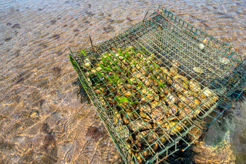 As many as 6000 oysters can be raised in a single oyster cage.