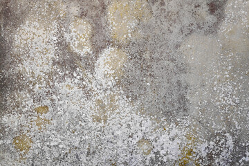 Cement wall covered with algae