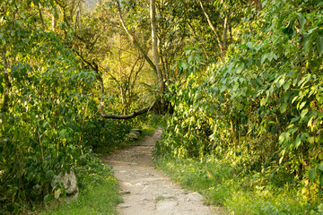 Hiking from Santa Teresa Hidroeléctrica to Aguas Calientes to reach Machupichu. Path following the train tracks with several hikers.