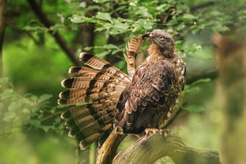 The European honey buzzard (Pernis apivorus)