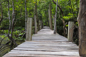 boardwalk in the forest 