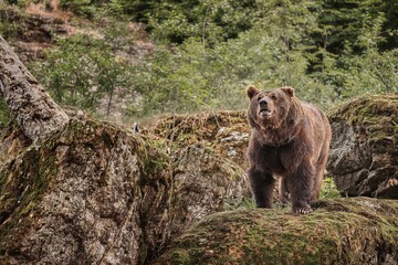 The Brown bear (Ursus arctos) 