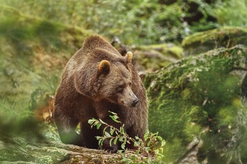 The Brown bear (Ursus arctos) 