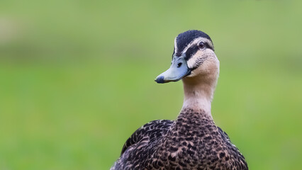 portrait of a duck