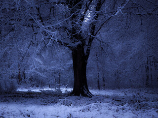 Beautiful winter forest in the evening. Dark snowy winter forest. Trees are covered with snow.