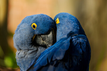 blue macaw