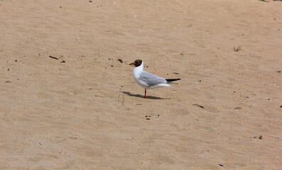 bel oiseau sur le sable