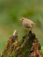 Rouge-gorge familier