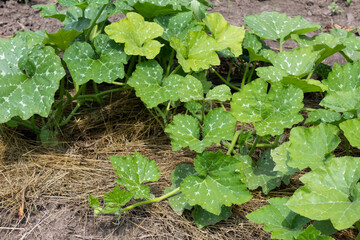 a patch of pumpkins with patterned leaves