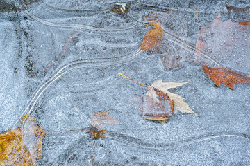 Dünnes Eis mit Laub