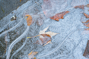 Dünnes Eis mit Laub