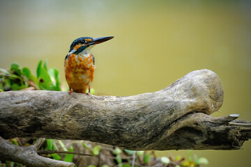 kingfisher on branch