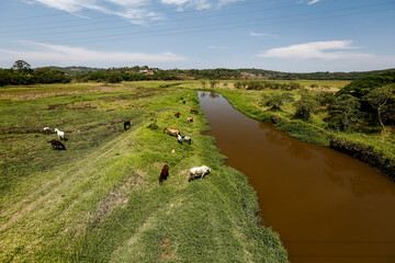 Horses grazing on green grass of river meadow on countryside of Brazil