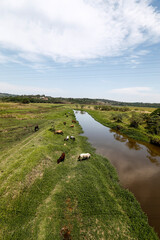 Fototapeta na wymiar Horses grazing on green grass of river meadow on countryside of Brazil