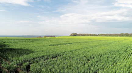 Fototapeta na wymiar View overlooking the rapeseed field in countryside of Berkshire