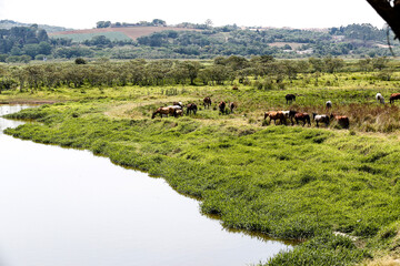 Horses grazing on green grass of river meadow on countryside of Brazil