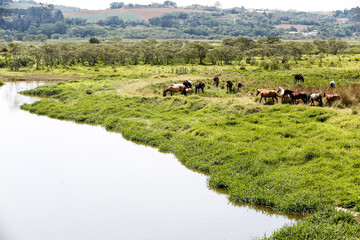 Horses grazing on green grass of river meadow on countryside of Brazil